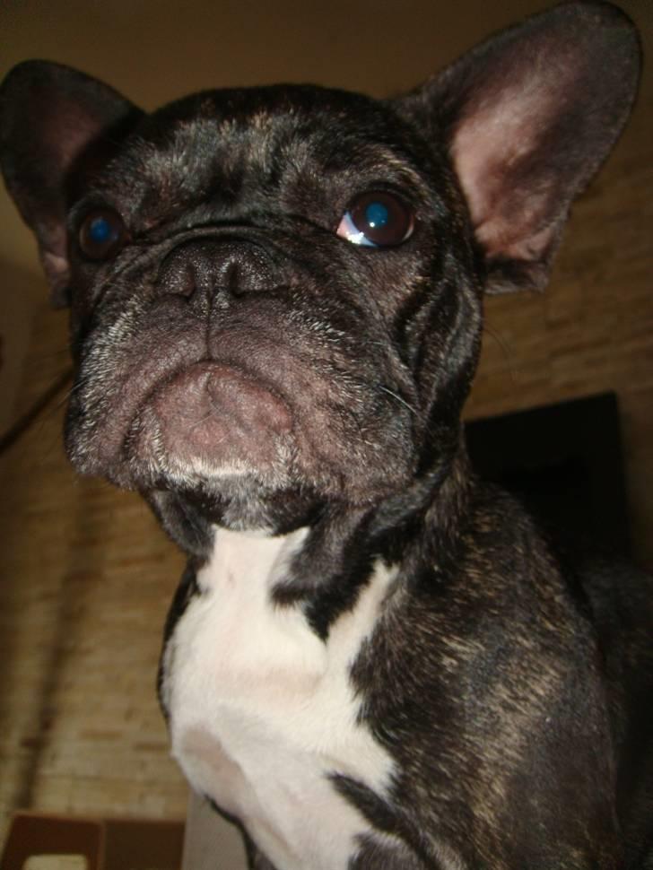 Fransk bulldog Mille billede 10