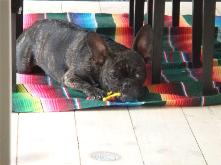 Fransk bulldog Mille billede 11