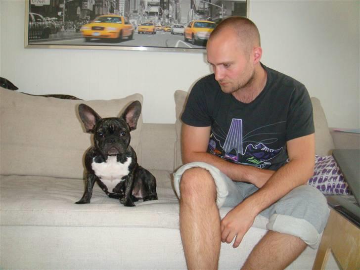 Fransk bulldog Mille billede 12