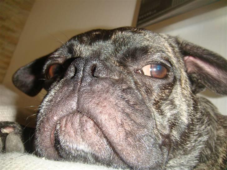 Blanding af racer Magnus billede 14