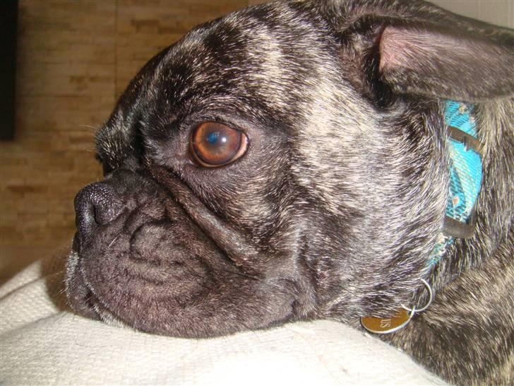 Blanding af racer Magnus billede 15