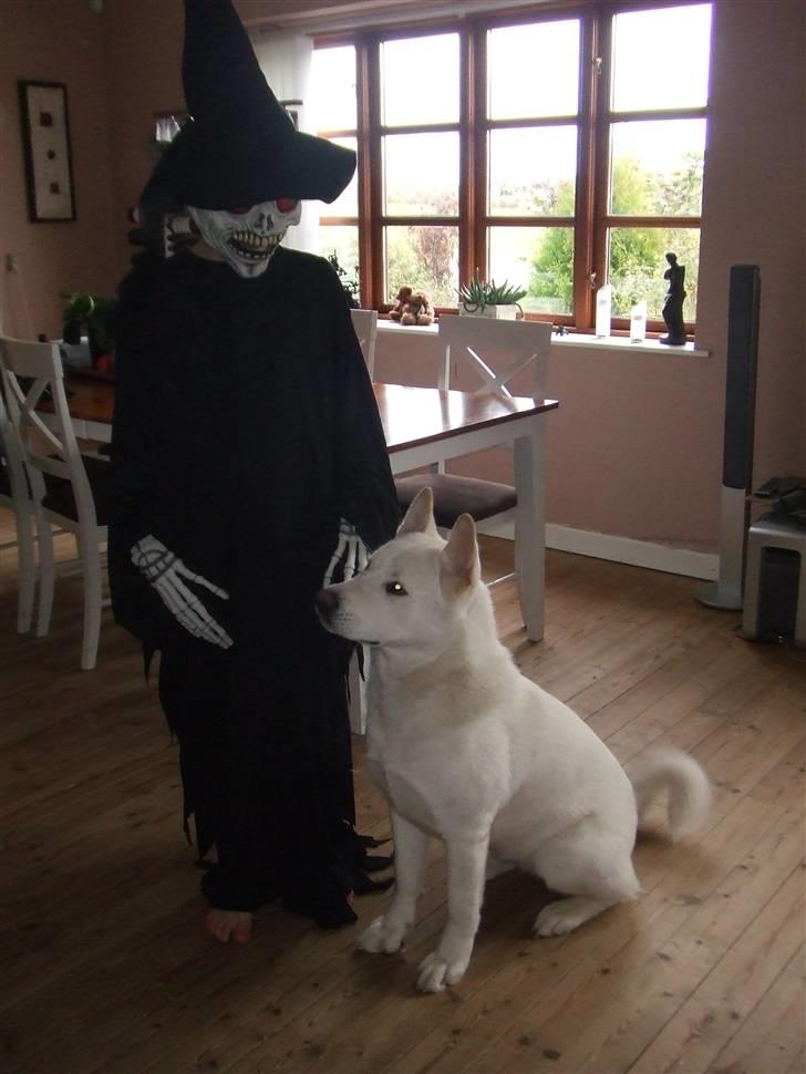 American Akita Ophelia´s best of my love - Niklas og Lumi til halloween billede 6