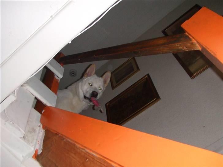 American Akita Ophelia´s best of my love - Lumi kigger ned af trappen billede 7