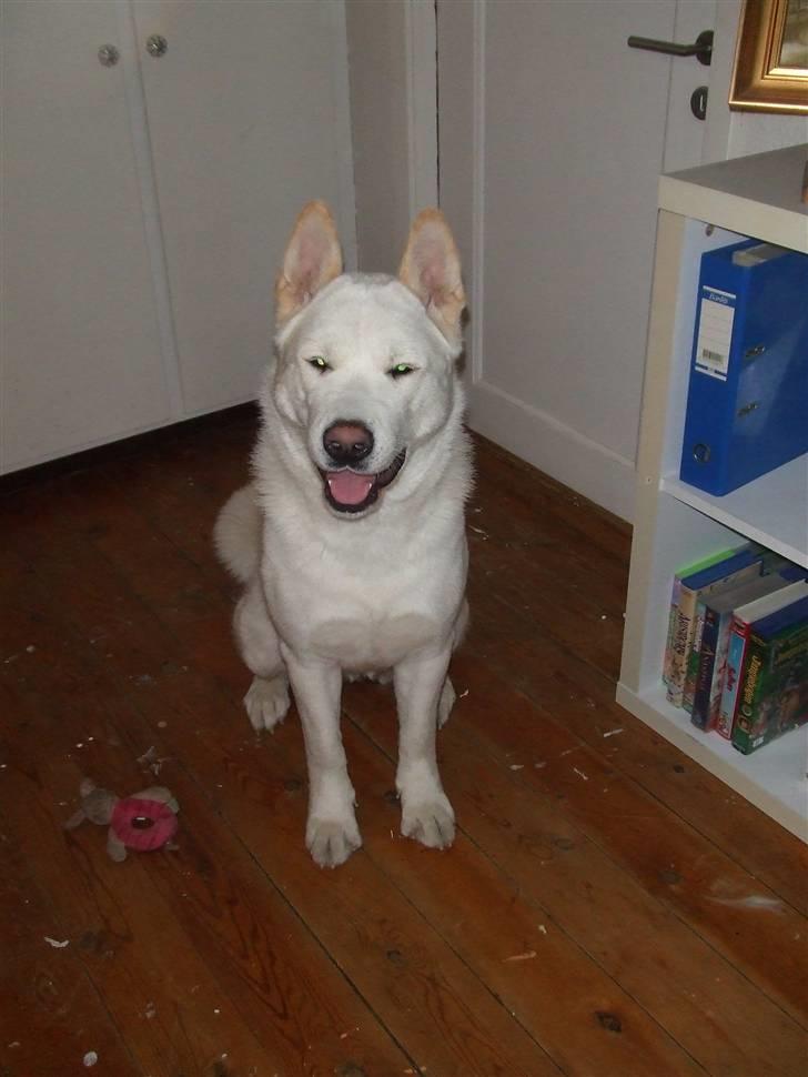 American Akita Ophelia´s best of my love - Er jeg ikke sød? billede 8