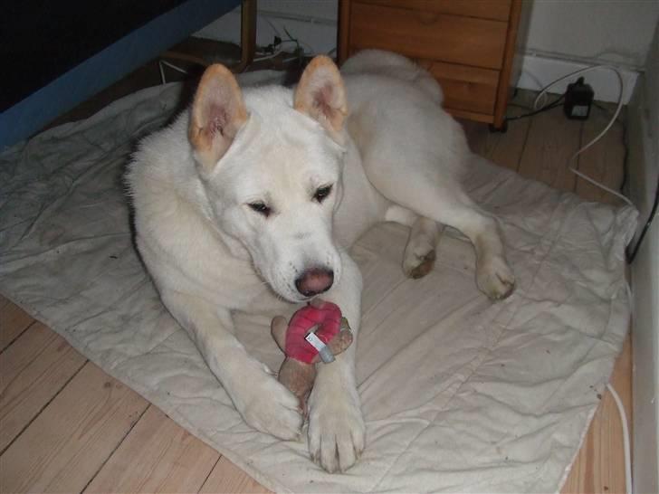 American Akita Ophelia´s best of my love - Ih mor, ikke tage billeder når jeg ligger med min bamse, pinligt at mors farlige vagthund bruger en grisling rangle som yndling billede 9