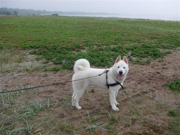 American Akita Ophelia´s best of my love - Her er jeg 9 mdr gammel, og dejlig fræk billede 10