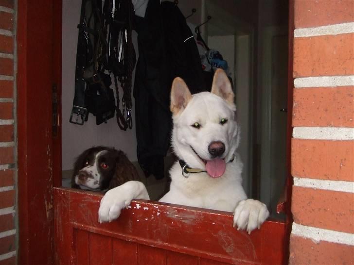 American Akita Ophelia´s best of my love - her har vi det vist sjovt billede 11