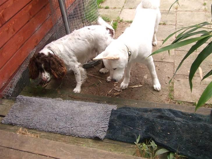 American Akita Ophelia´s best of my love - På mink jagt sammen med storebror Bølle billede 12