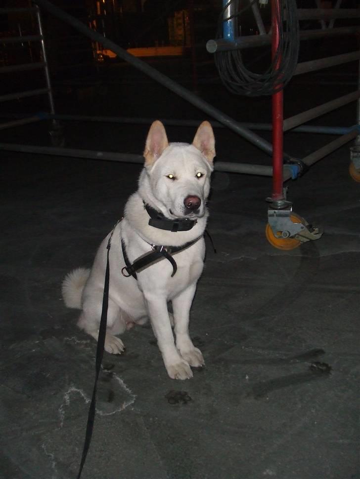 American Akita Ophelia´s best of my love - Med mor på arbejde, og jeg er en farlig vagthund billede 13