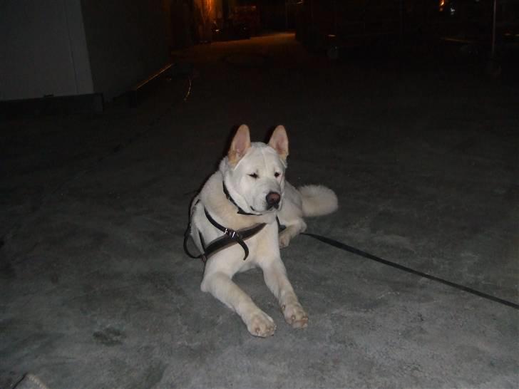 American Akita Ophelia´s best of my love - Stadig med mor på arbejde, nu begynder det vist at blive lidt kedeligt  billede 14