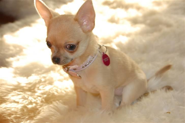 Chihuahua Baby'Loo Tequila - Baby 6 mdr gammel. billede 11