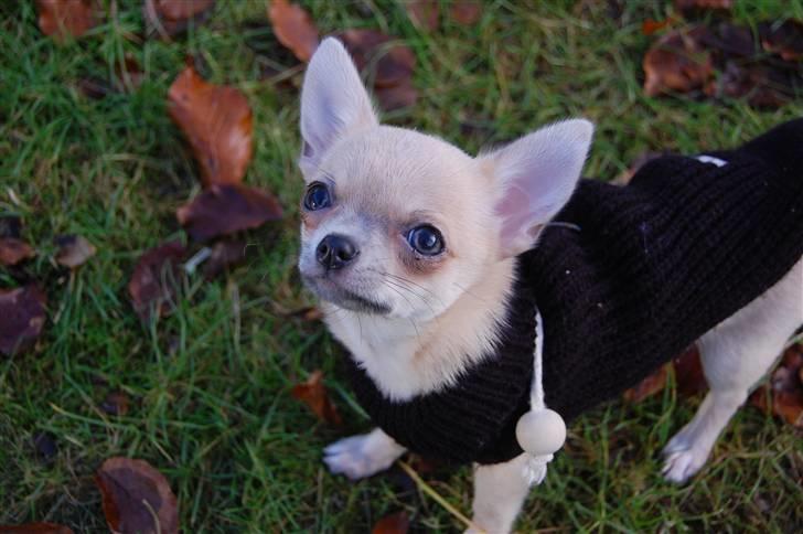 Chihuahua Baby'Loo Tequila - Baby 6 -7 mdr gammel. billede 12