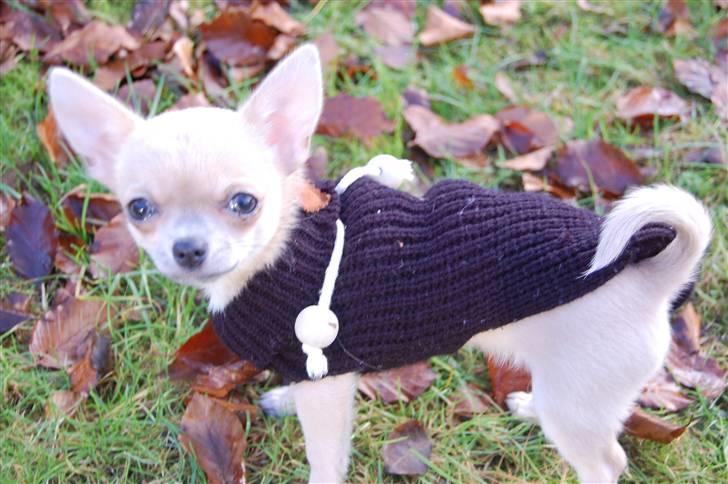 Chihuahua Baby'Loo Tequila - Baby 6 -7 mdr gammel. billede 13