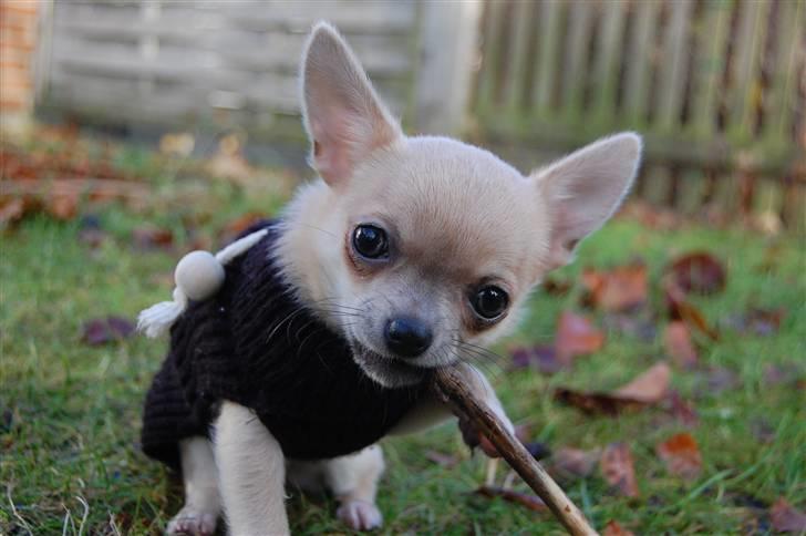 Chihuahua Baby'Loo Tequila - Baby 6 -7 mdr gammel.  billede 14