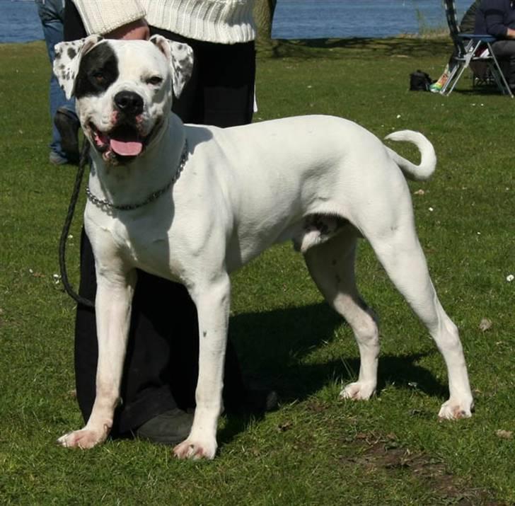 Blanding af racer Macit´s Trendsetter - 10 mdr. og 40 kg.! billede 1