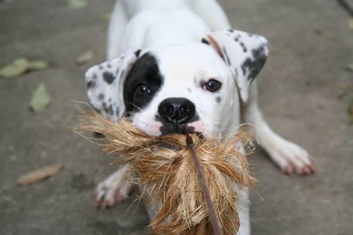 Blanding af racer Macit´s Trendsetter - Den er MIN!!!! billede 2