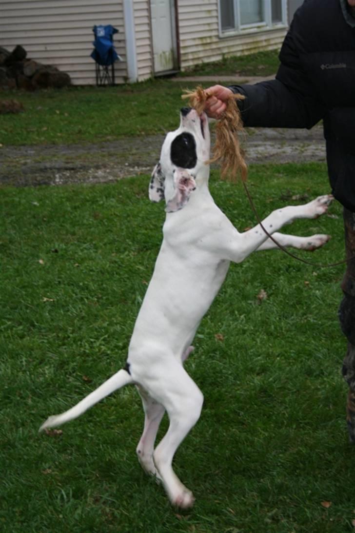 Blanding af racer Macit´s Trendsetter - MIN!!! sagde jeg.... billede 3