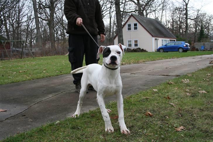 Blanding af racer Macit´s Trendsetter - Kom lige herhen hva´.... billede 4