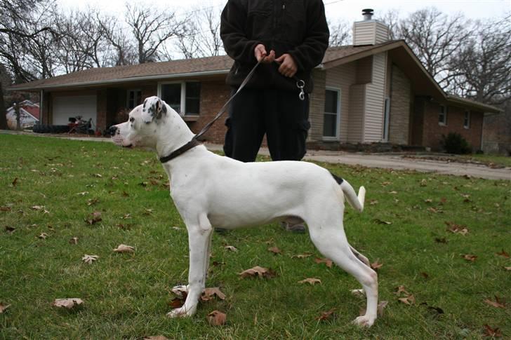 Blanding af racer Macit´s Trendsetter - Se mig, jeg har VINKLER!!!!! LOL billede 5