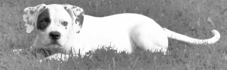 Blanding af racer Macit´s Trendsetter - Sssshhh jeg er på jagt... billede 6