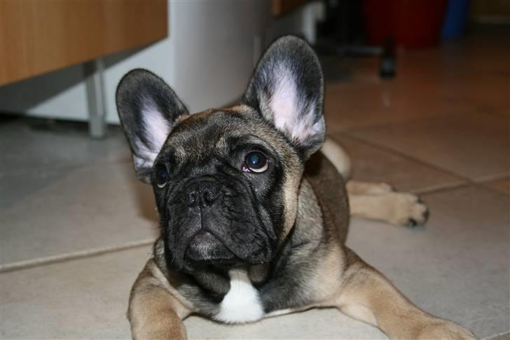 Fransk bulldog Bonzo R.I.P. billede 13