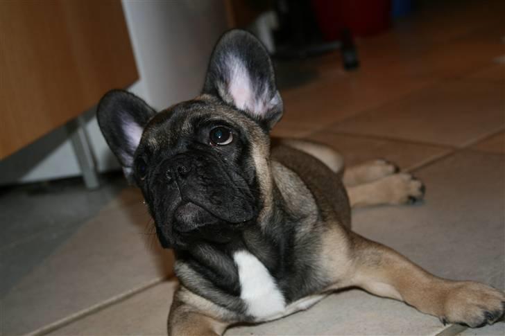 Fransk bulldog Bonzo R.I.P. billede 14