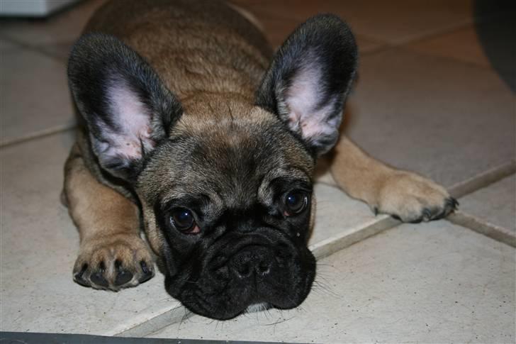 Fransk bulldog Bonzo R.I.P. billede 15