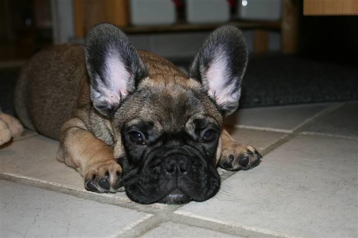 Fransk bulldog Bonzo R.I.P. billede 16