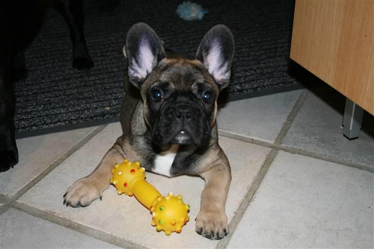 Fransk bulldog Bonzo R.I.P. billede 18