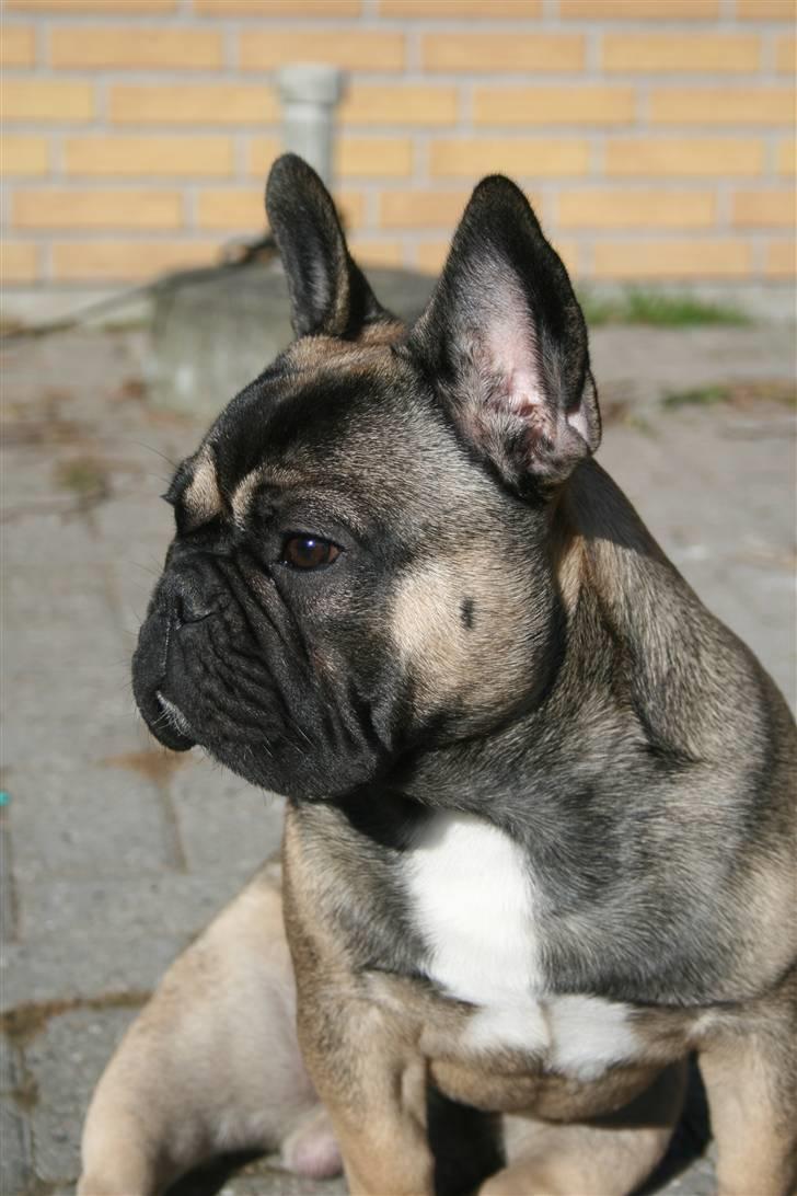 Fransk bulldog Bonzo R.I.P. billede 7