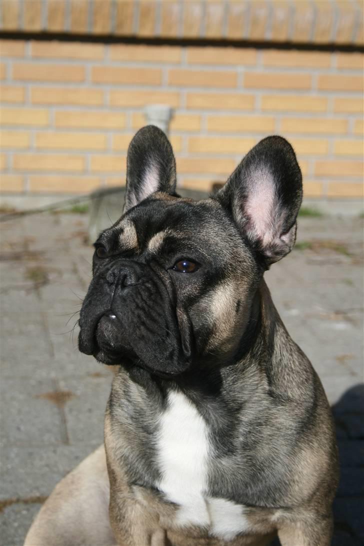 Fransk bulldog Bonzo R.I.P. billede 8