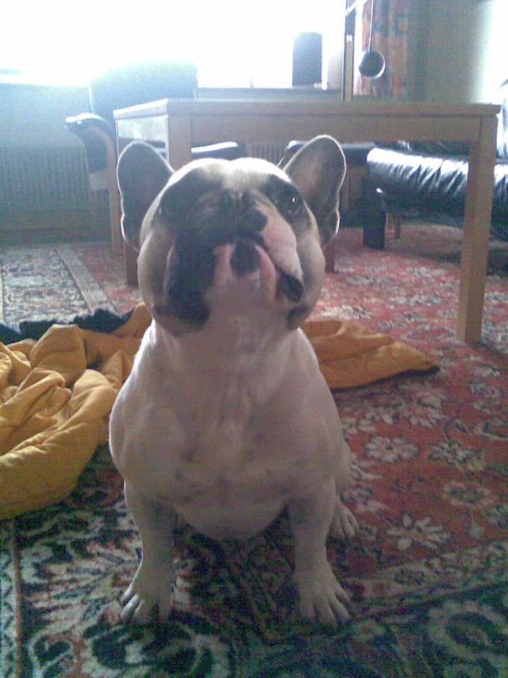 Fransk bulldog Buller billede 1