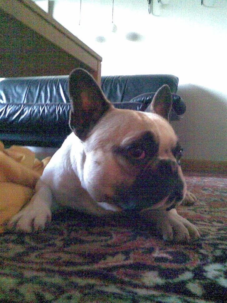 Fransk bulldog Buller billede 2