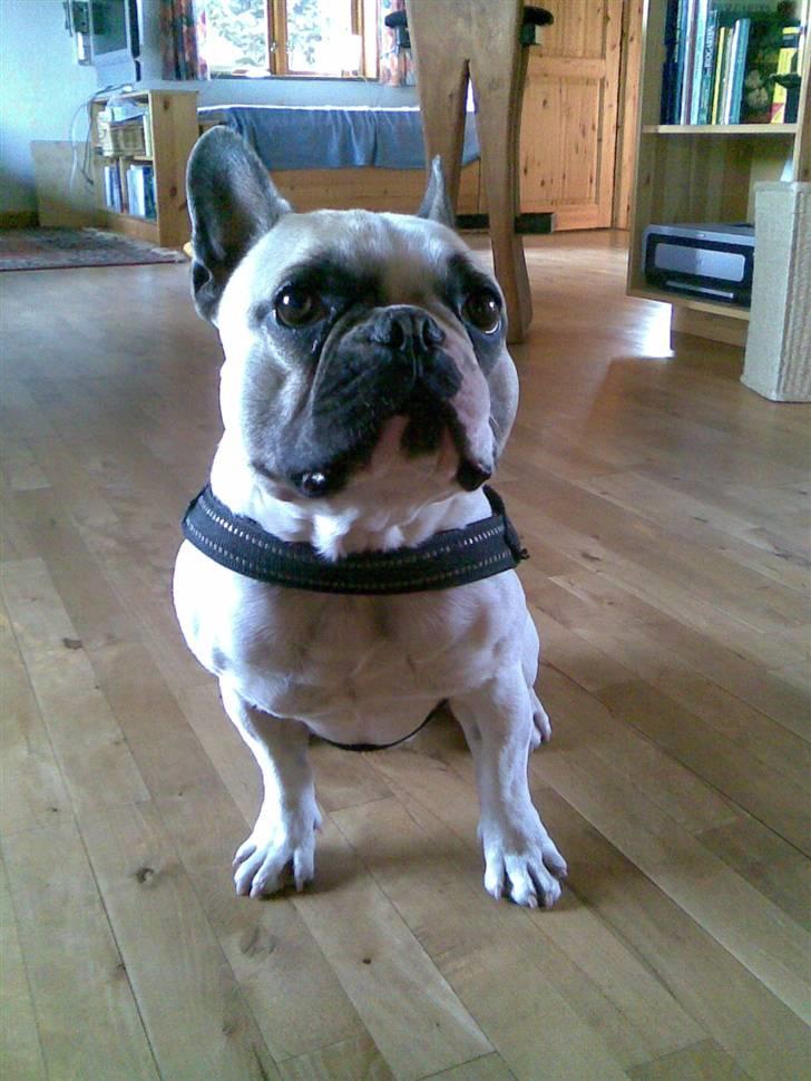 Fransk bulldog Buller billede 3