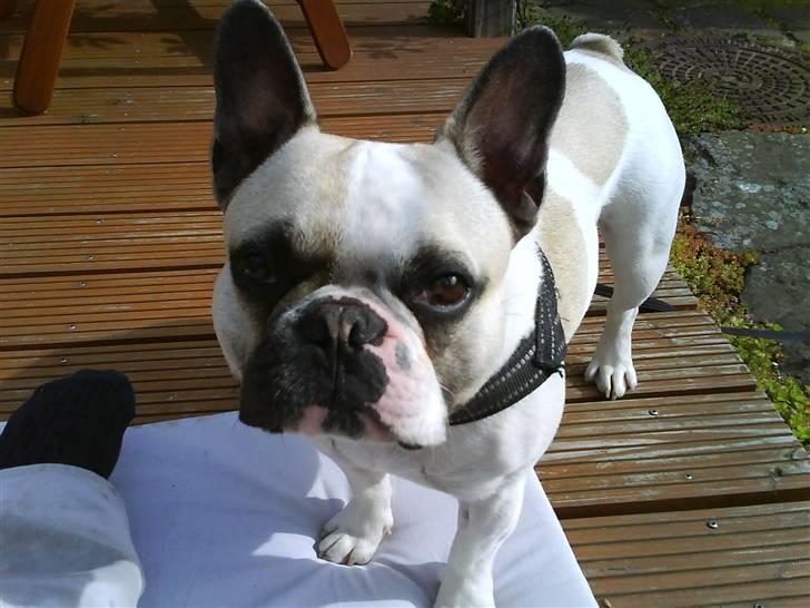 Fransk bulldog Buller billede 4