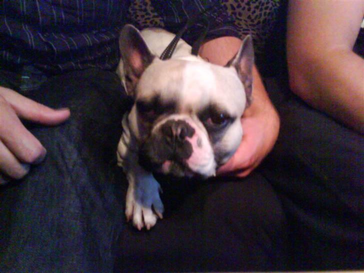 Fransk bulldog Buller billede 5