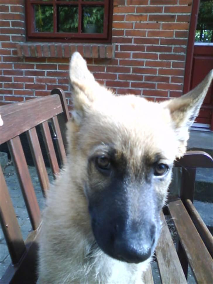 Schæferhund Aslan billede 1