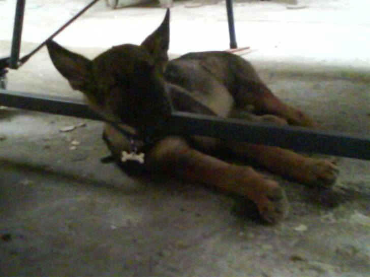 Schæferhund Aslan billede 2