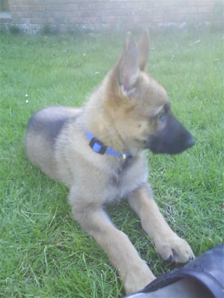 Schæferhund Aslan billede 3