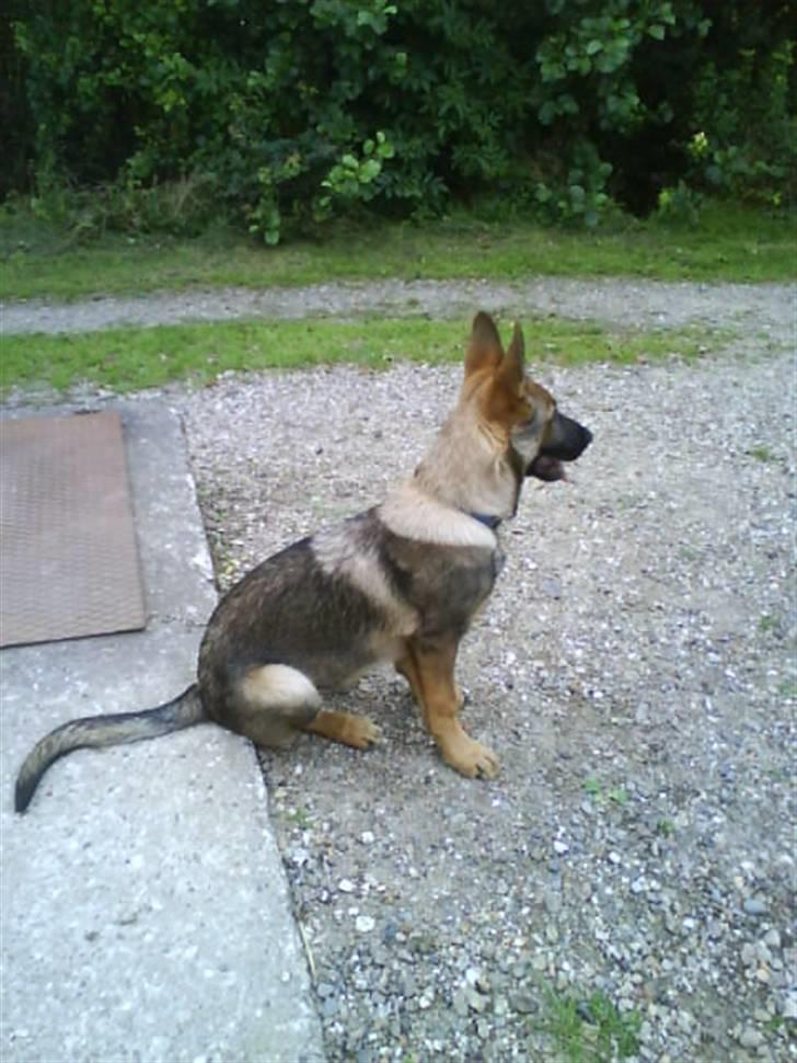 Schæferhund Aslan billede 4