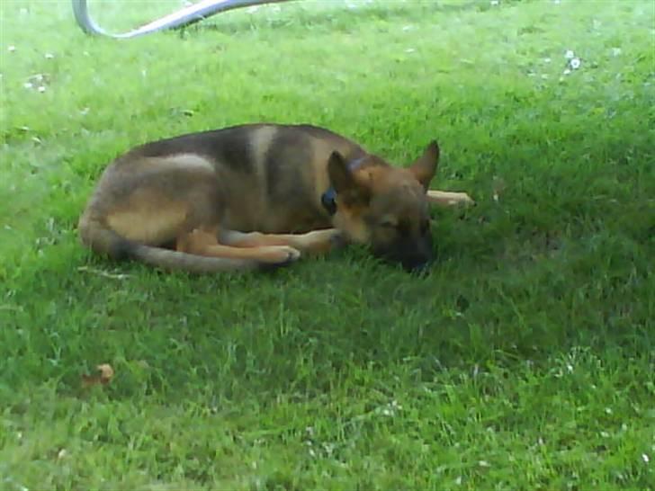 Schæferhund Aslan billede 5