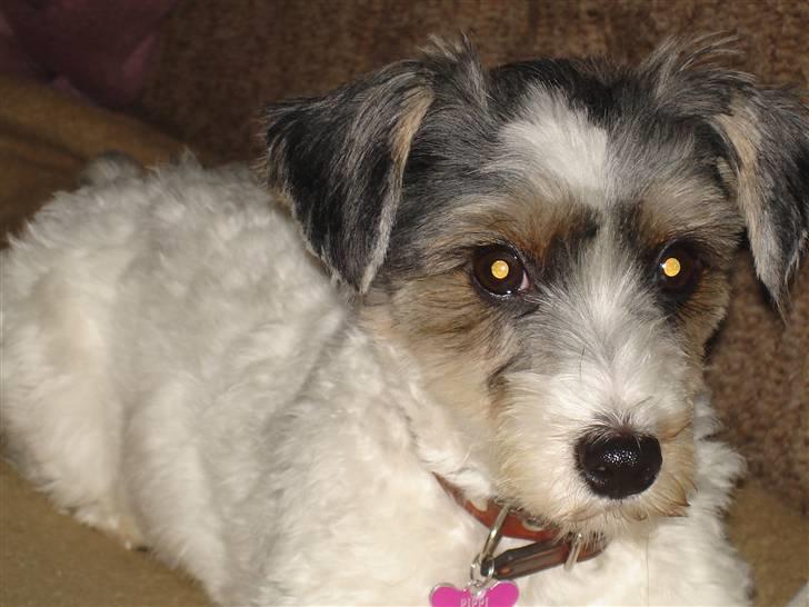 Jack russell terrier Pippi - Jeg er Pippi sådan er jeg billede 1