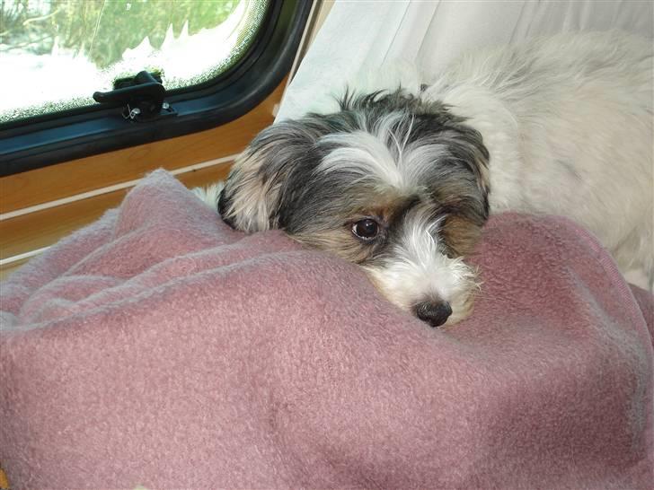 Jack russell terrier Pippi - Hygge sig kan man godt billede 2