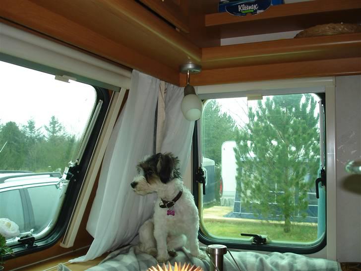 Jack russell terrier Pippi - Elsker at sidde i vinduet i campingvognen  billede 3