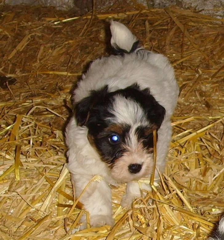 Jack russell terrier Pippi - Pippi 8 Uger billede 4