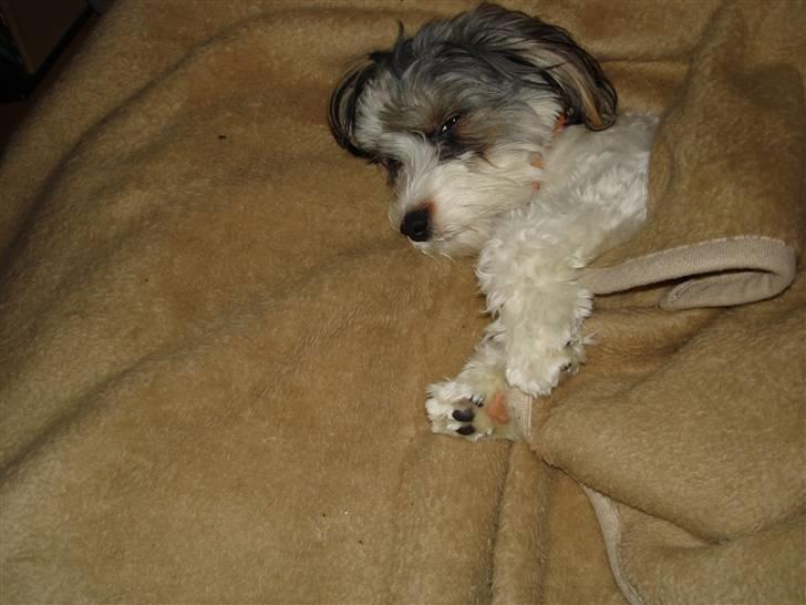 Jack russell terrier Pippi - Blevet Træt billede 5