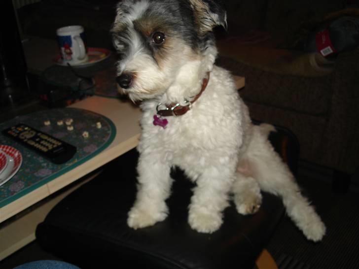 Jack russell terrier Pippi - Jeg elsker denne skammel billede 6