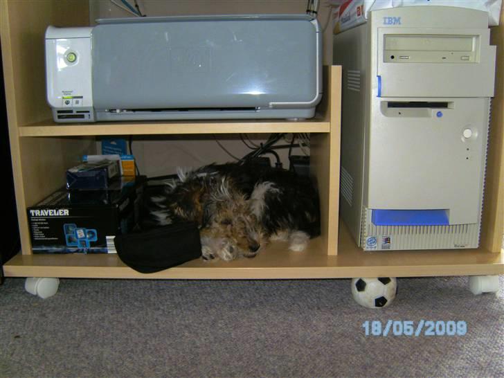 Ruhåret foxterrier Vega - My soulmate <3 billede 4