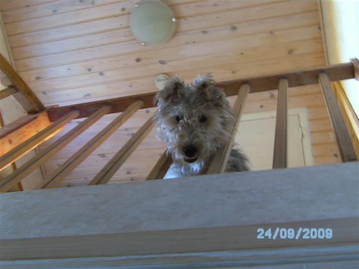 Ruhåret foxterrier Vega - My soulmate <3 billede 7