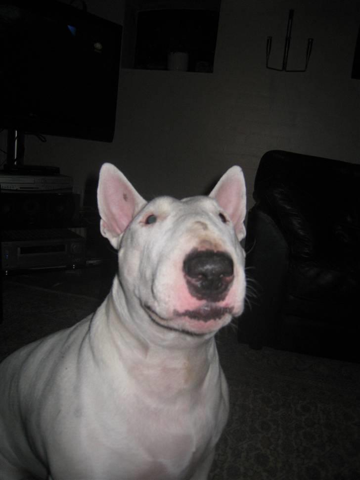 Bullterrier Zezza - Zezza længtes efter pebernødder ;) billede 6